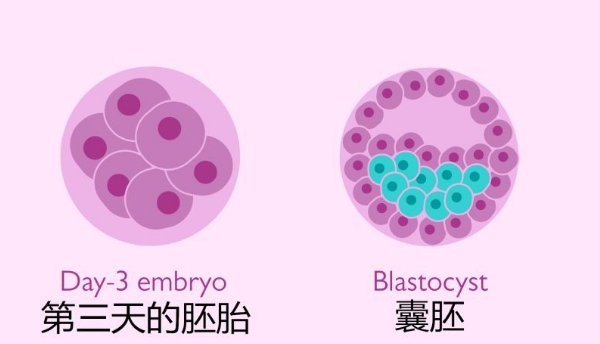 刚怀孕几天