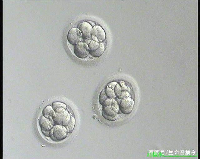 怀孕初期