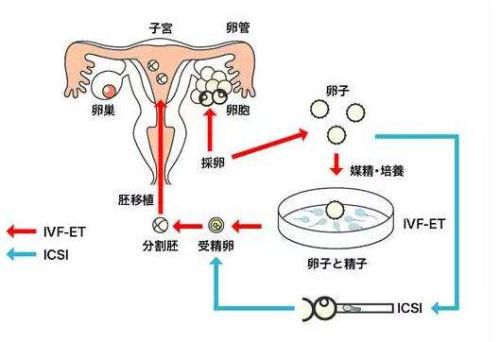 刚受孕几天肚子会隐隐作痛