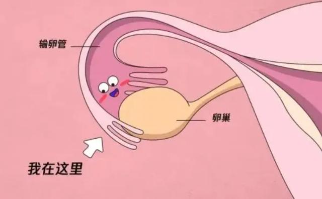双胞胎