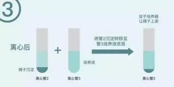 刚怀孕1-7天流产
