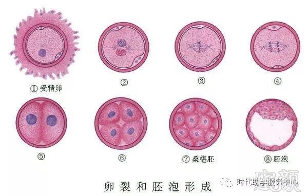 初期怀孕
