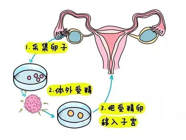 受孕初期