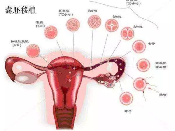 怀孕初期出血