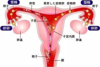 怀孕初期腹痛