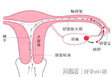 孕妇
